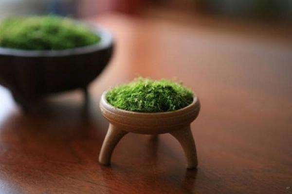 nice moss