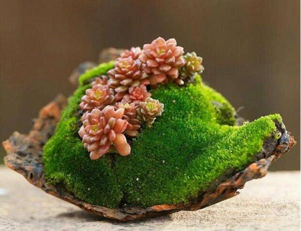 Moss Landscape