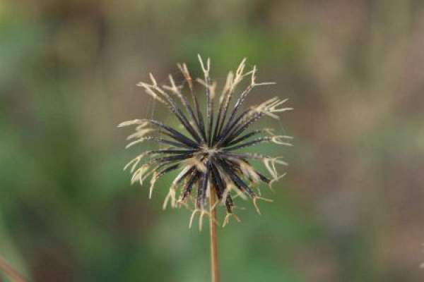 The strange-looking Bidens.