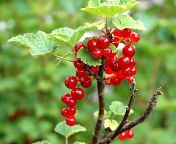 Gooseberry plant