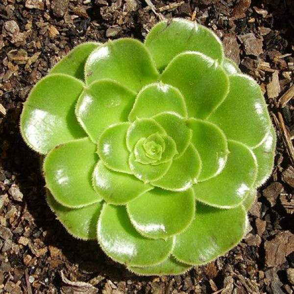 Beautiful Lotus Palm