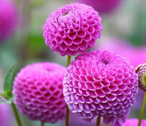 Pink flowers.
