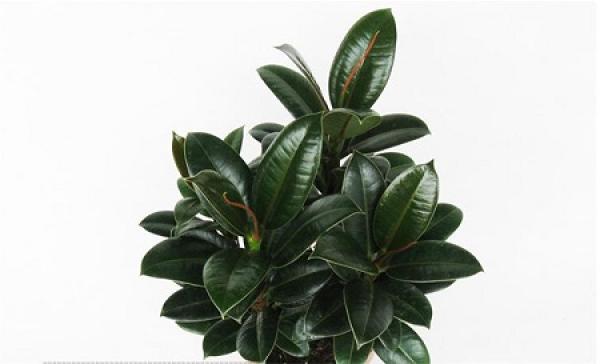 Rubber tree plant