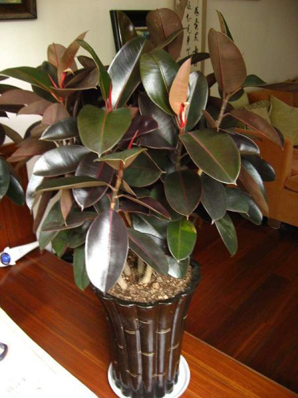 Rubber Tree
