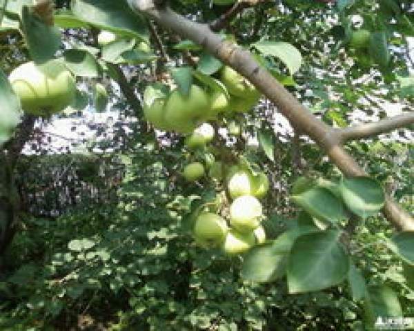 Shaguo tree blossoms