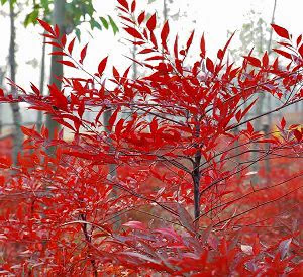 Nantian bamboo