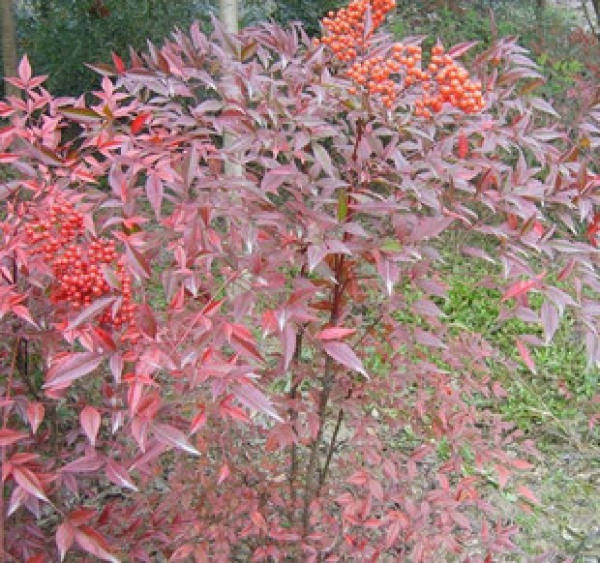 Nantian bamboo