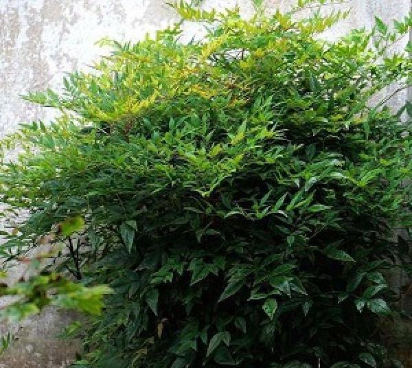 Green Nandina domestica