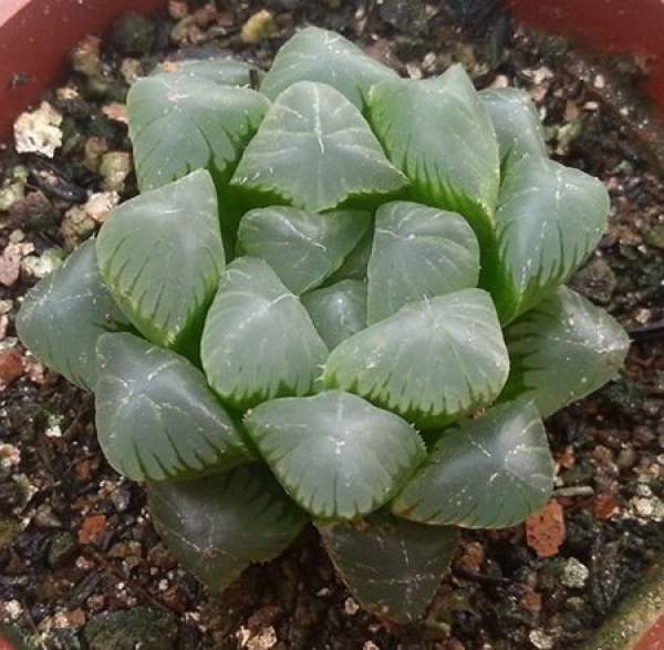 Potted Ji Yu Lu