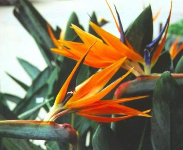 Bird of paradise plant