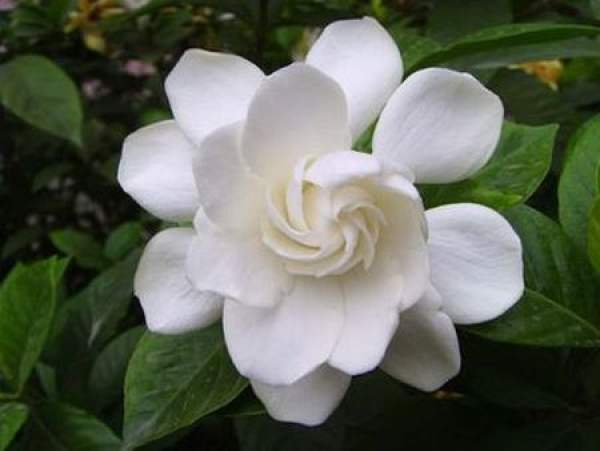 A blooming flower