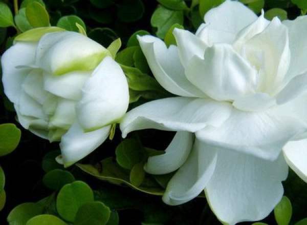 Gardenia