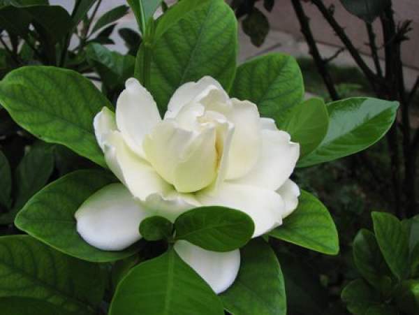 Beautiful Gardenia