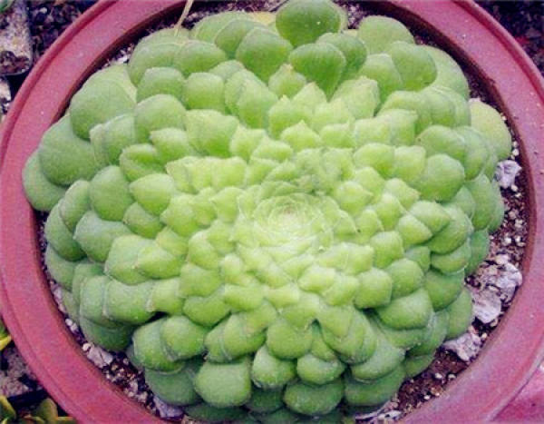 Potted Mirror