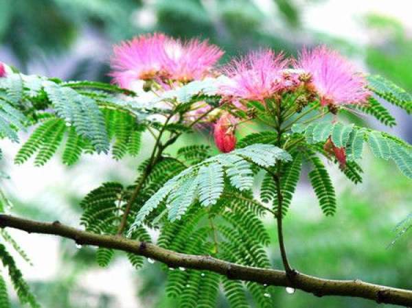 Albizia julibrissin bloom