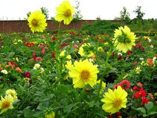 Little dahlia blossom