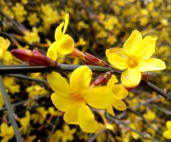 Winter jasmine plant