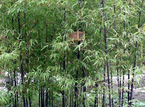Purple Bamboo Forest