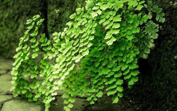 Maidenhair fern