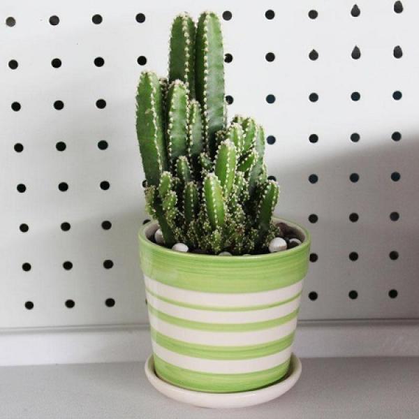 Wanzhongshan potted plant