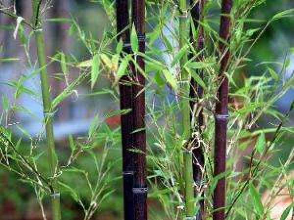 Sturdy Purple Bamboo