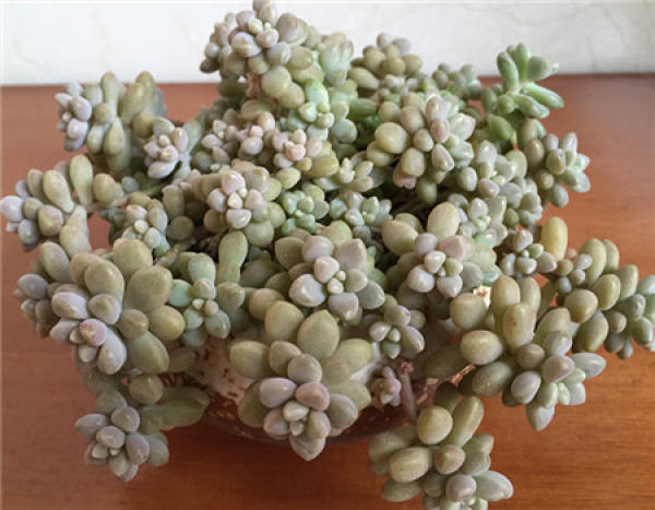 Lovely Maruba Ji Qiu Li is fleshy.