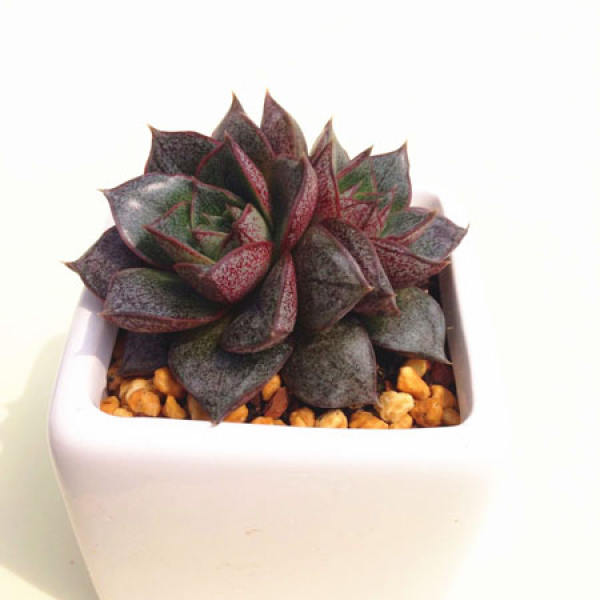 Potted succulent tapioca