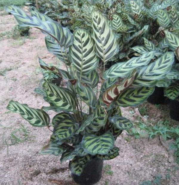 Peacock arrowroot plant