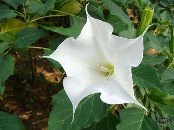 Datura flower