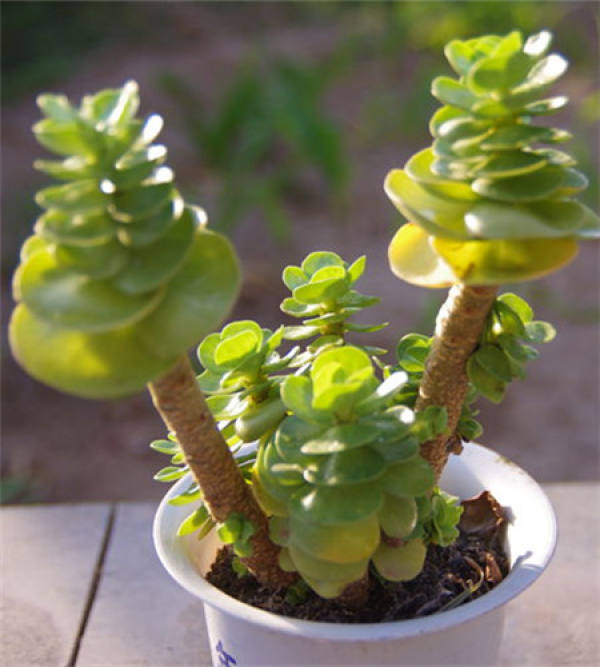 Strawberry Plant