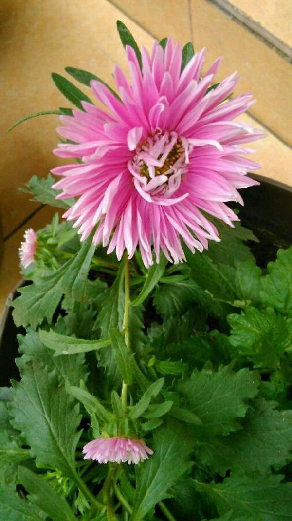 Open aster