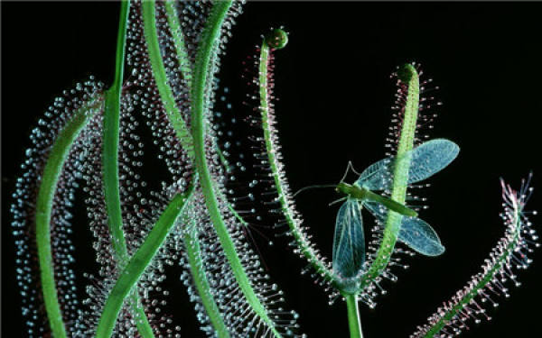 Mythimna separata