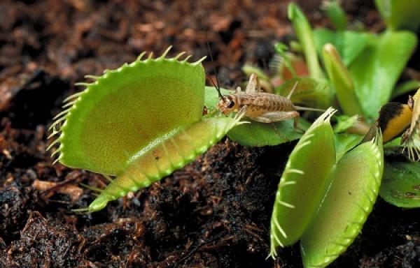 Lovely Venus Flytrap