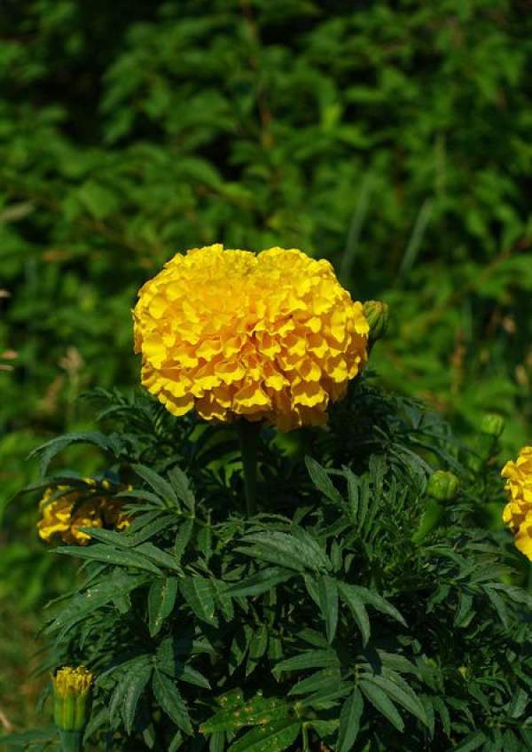 Marigold blossom