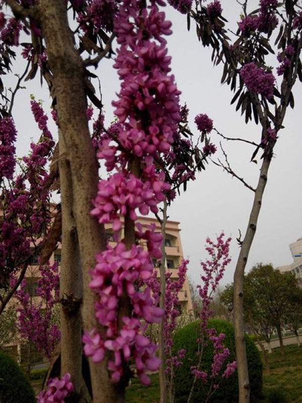 Bauhinia