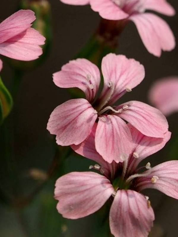 The flowers of wheat and cabbage