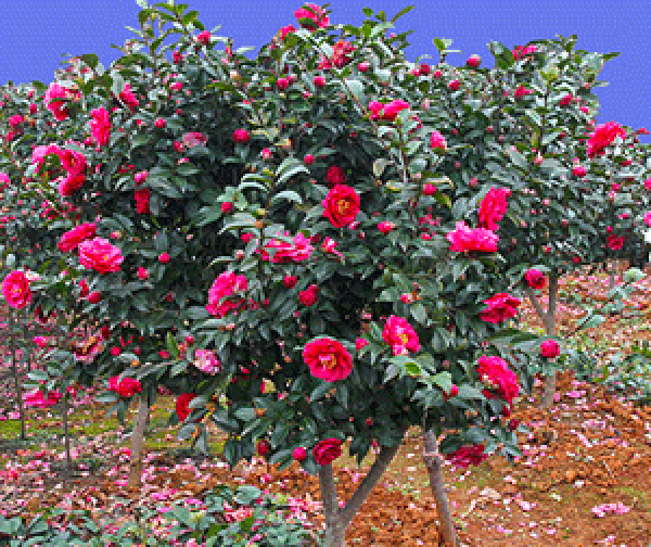 Camellia sinensis