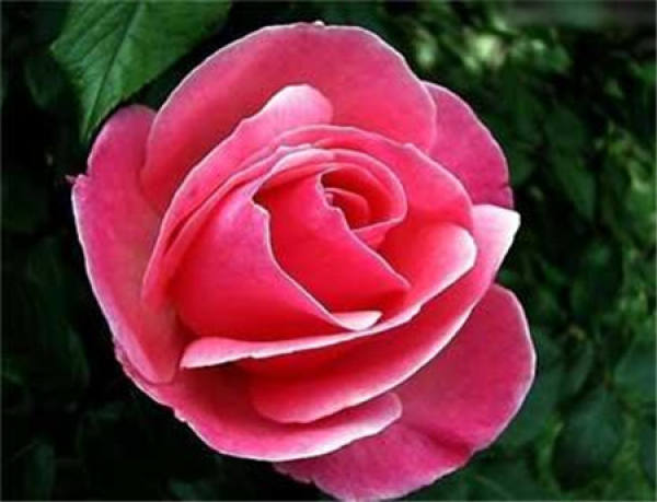 Dianshan Camellia