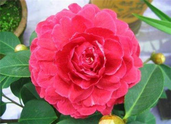 Camellia yunnanensis in full bloom