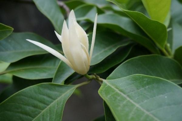 Flower Bud