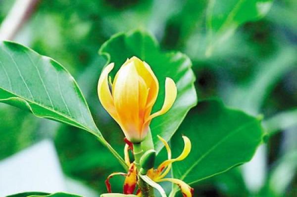 Champaca plant