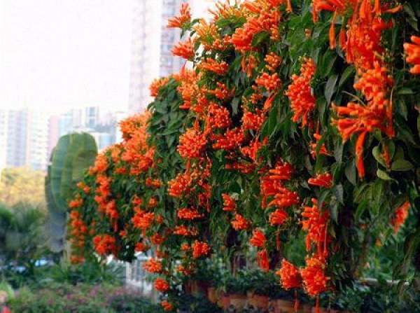 Flower wall of firecracker