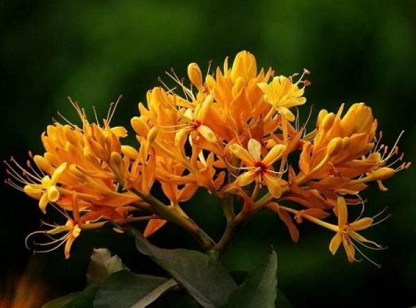 Bright Carefree Flower