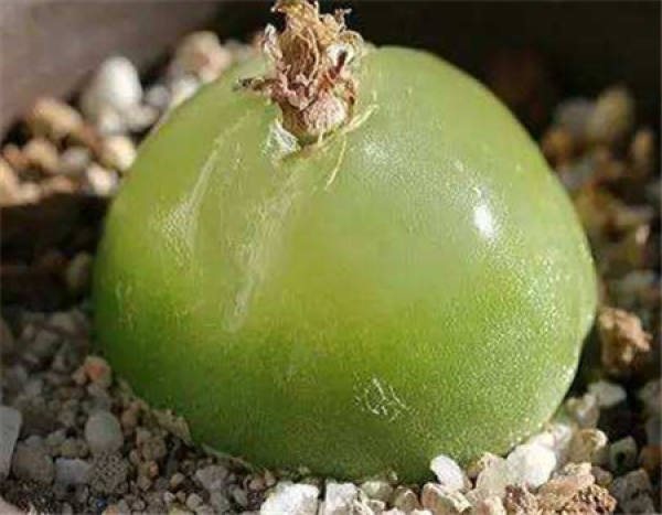 Bulb Fleshy