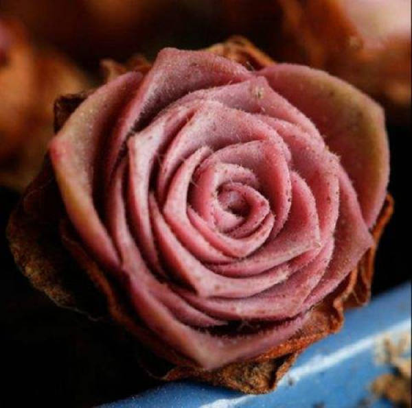 A mountain rose plant