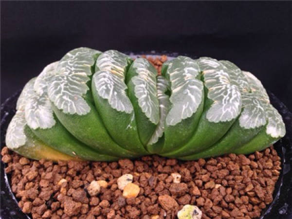 Potted Jade Fan