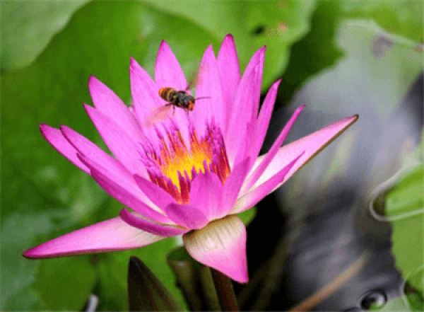 Pink Water Lily