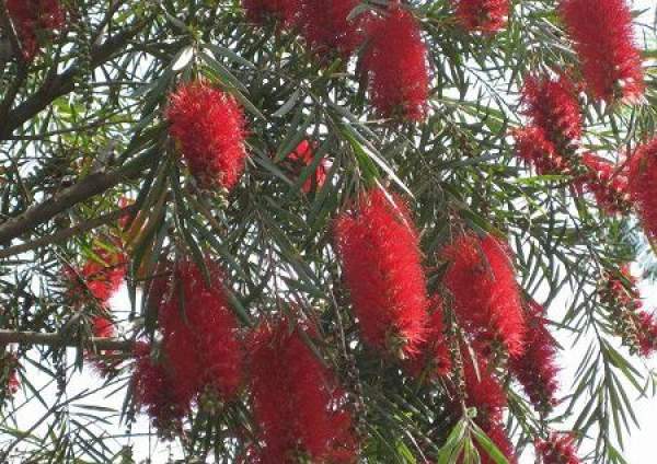 Callistemon rigidus