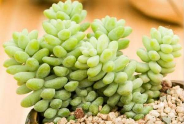 Potted New Jade Decoration