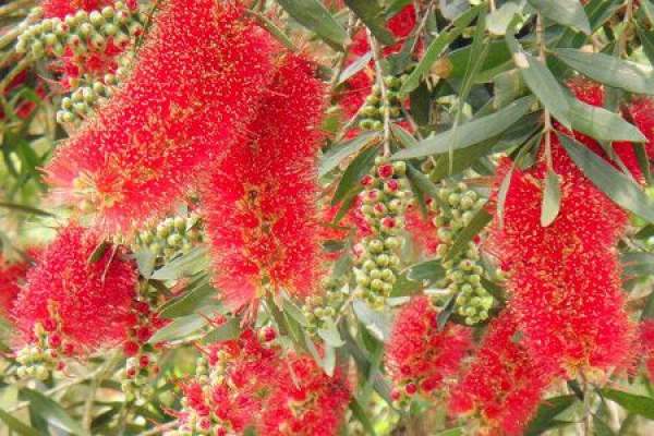 Callistemon rigidus